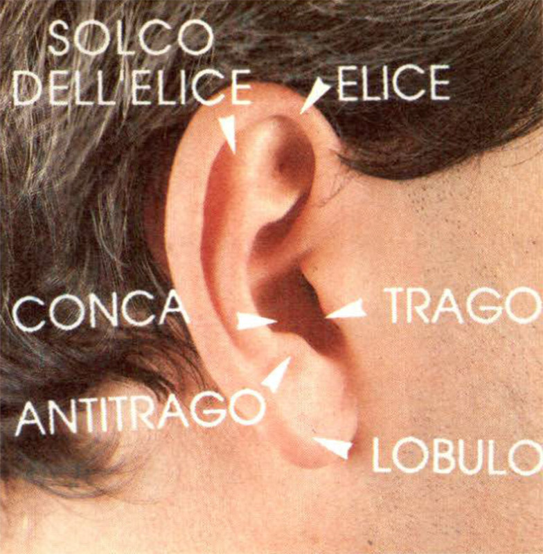 Figura 3 - Conformazione del padiglione auricolare dell'uomo.